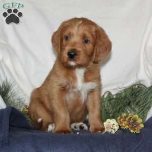 Donner, Labrador Mix Puppy